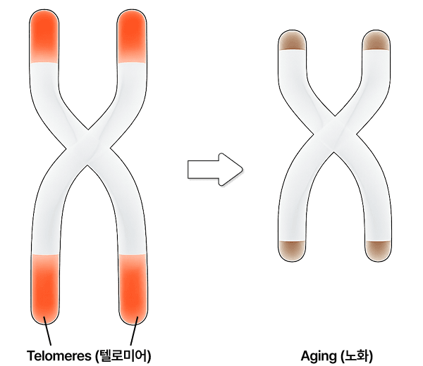 생물학적 나이 테스트 안내 이미지